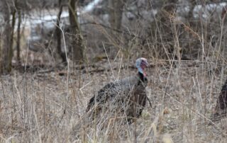 landpass best turkey decoys