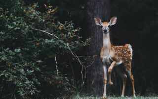 landpass best deer hunting province in canada