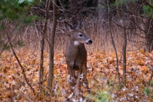 landpass deer hunting ontario 